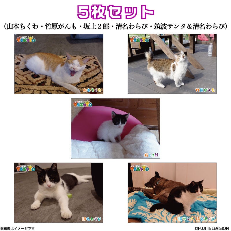 坂上どうぶつ王国 ディレクターセレクト ポストカード5枚セット（山本